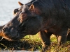 Chobe-08_2010_5277_023