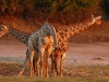 Chobe-08_2010_5357_041