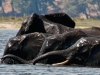 Chobe-08_2010_5799_191